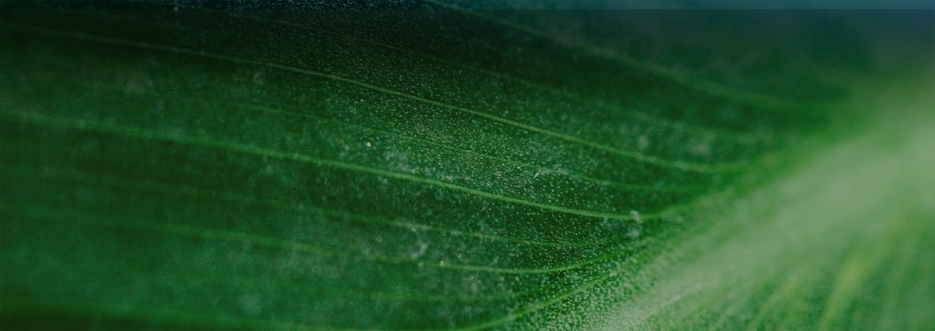 Устойчивость-БАННЕР